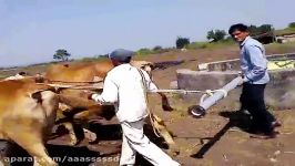 Animal driven water pump