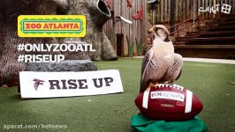 Zoo Atlanta Says Falcons Rise Up