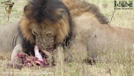 زنده خوردن اهو توسط شیر