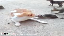 گربه ای یه موش فینگیلی میترسه