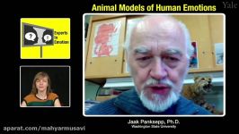 Experts in Emotion 3.3  Jaak Panksepp on Animal Models of Human Emotion