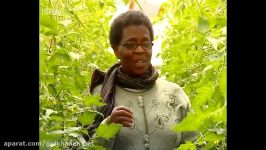 Managing tomatoes in greenhouse  Greenhouse tomato farming in Africa