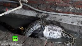 2.6 meter python caught by police after eating chicken at Chinese home DISTURBING