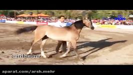مراغه جشنواره زیبایی اسب اصیل عرب مراغه با