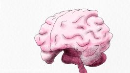 The left brain vs. right brain myth  MR0290