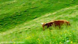 HIGHLAND CATTLE  HD Nature Documentary about the prehistoric looking cattle from Scottland