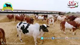 509  Cattle Documentary  Cow mandi  2017  2018  Karachi  Sabri Cattle Farm