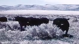 Classic Cattle farming documentary about raising cattle in the USA