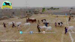 522  Cattle Documentary  Bull Qurbani  2017  2018  Sakran Cattle Farm