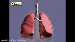 زیست شناسی دهم  فصل ۳ گفتار ۱  دستگاه تنفس انسان