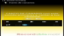 Canto de canarios