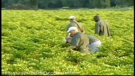 How Tabasco Sauce Is Made