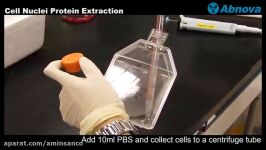 Cell Nuclei Protein Extraction