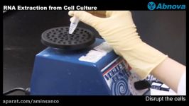 RNA Extraction from Cell Culture