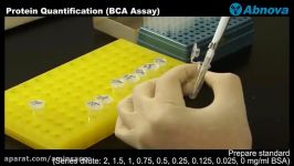 Protein Quantification BCA Assay