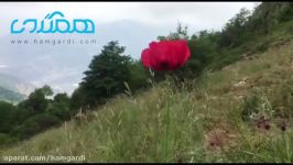 قله ارفع کوه