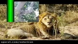 معرفی 6 برادر خونخوار The Mapogos  Lions of Sabi Sand