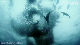 ضیافت وال نهنگ دلفین ها ماهی ساردین