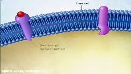عمل اپی نفرین بر روی سلول های کبد