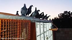 کبوتران حمید سوری گلستان ازادشهر