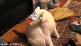 STILL CANT STOP LAUGHING at these FUNNY CATS  SUPER funny CAT pilation