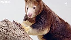 کانگوروی درختی مچی یا matschies tree kangaroo
