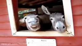 الاغ های بامزه funny donkeys