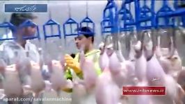 Iran Industrial Chicken Slaughterhouse www.Rasti.ir