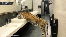 Nothing to see here – just a tigress drinking from a sink in the men’s room