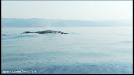 40 Ton Humpback Whale Leaps Entirely Out of the Water A Video by Craig Capehart