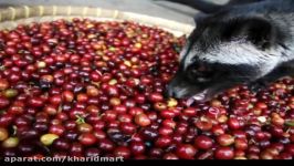 Kopi luwak گرانترین کافی دنیا