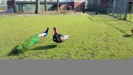 Beautiful Peacock Vs Crazy Turkey at Farm بوقلمون