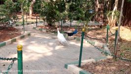 Rare White Peacock VS Indian Peacock طاووس