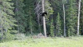 خرس گریزلی خرس سیاه