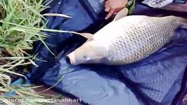 ‫صید ماهی کپور 20 کیلویی در مسابقه دریاچه اوان در تاریخ
