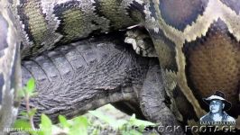 Python Eats Alligator 01 Narration