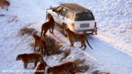 Wild Animal ATTACKING Car  Elephant Lion Goat ... attack car Compilation