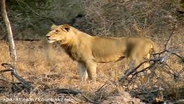 3 Male African Lions attack Male Buffalo Herd The Wild Life by the Sharpys Africa 4