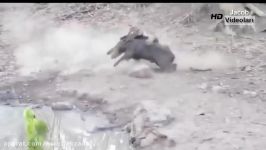 TİGER vs WİLD BOAR Real Fight ►► Lion Leopard Wild Dogs Deer Buffalo Snake Hippo  Animal Attacks