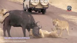 Most Amazing Wild Animal Attacks #4  Lion Attack BuffaloZebraBaboonGiraffe