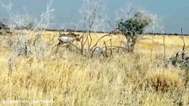 حمله کرگدن خشمگین به یک اس  یو  وی گردشگری در حیات وحش افریقا  چند دقیقه بعد کرگدن مُرد
