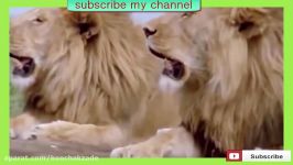 African animals  lions attack  wild animals attacking people