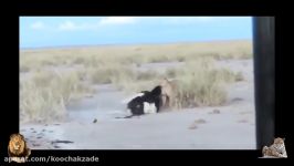 Most Spectacular Ostrich Attack Compilation  Leopard vs Ostrich vs Lion vs Tiger