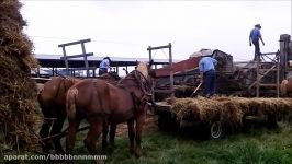 Advance Rumley Steam Engine Threshing Oats in Amish Country