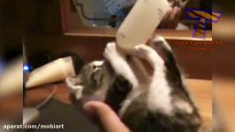 Funniest CAT VIDEOS make this TRY NOT TO LAUGH challenge IMPOSSIBLE  Funny CAT pilation