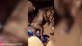 Funny Pitbull Compilation 2017  Best Funny Pitbull Videos Ever