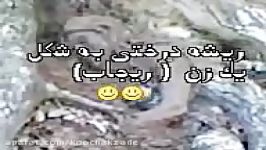 معجزه الهی راببنید