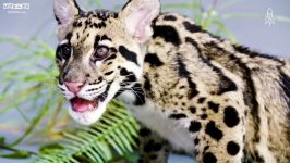 پلنگ ابری یا clouded leopard