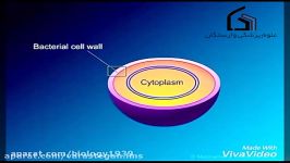 بیوسنتز دیواره سلولی باکتریایی