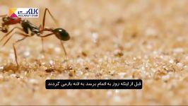 گوشه ای حیات مورچه های هات راد در صحرای نامیب